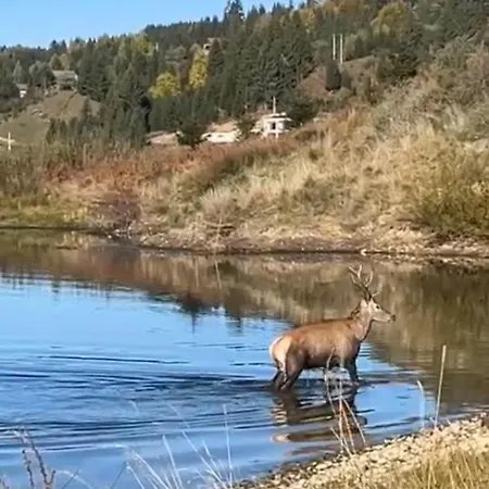 Cabană Du Colibiţa